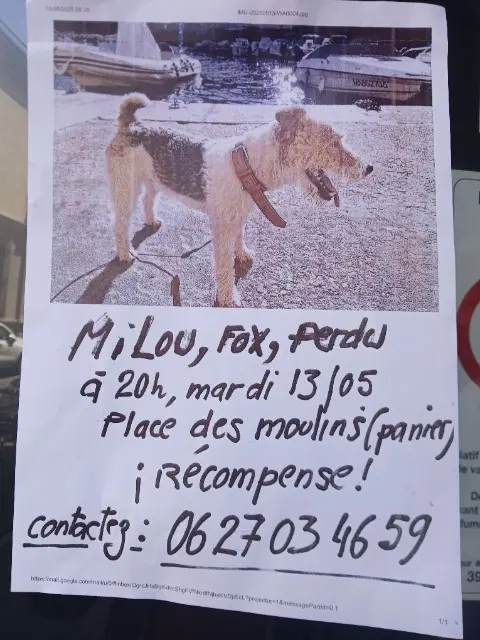chien lost    Marseille Milou