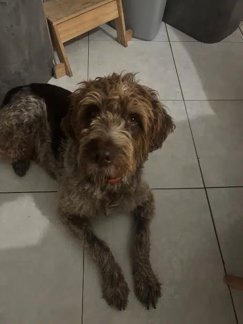 chien lost    Marseille Obelix