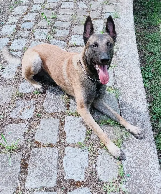 chien lost    Marseille Ragnar