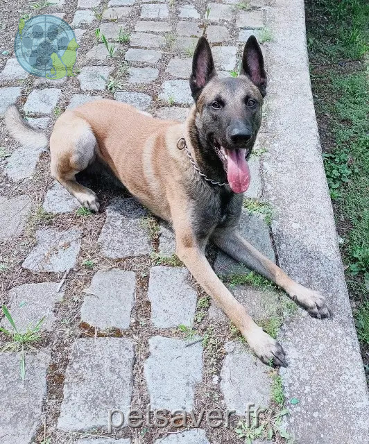 Hund vermisst Marseille Ragnar Hund lost Marseille Ragnar