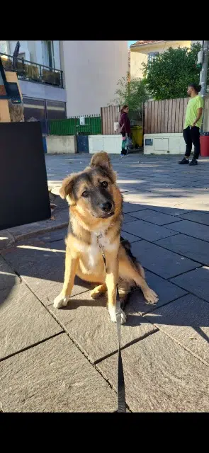 chien lost    Marseille Rocket