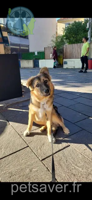 cane perso Marseille Rocket cane lost Marseille Rocket