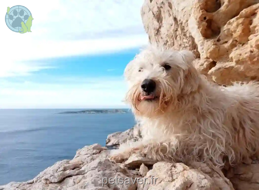 Chien Perdu 13 Bouches-du-Rhône Marseille - Sam Chien Perdu 13 Bouches-du-Rhône Marseille - Sam