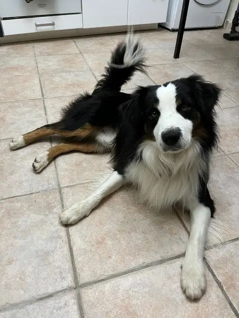 chien lost    Marseille Usty