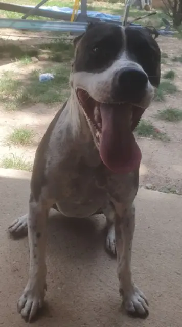 chien lost   13740 Le Rove Maïcko