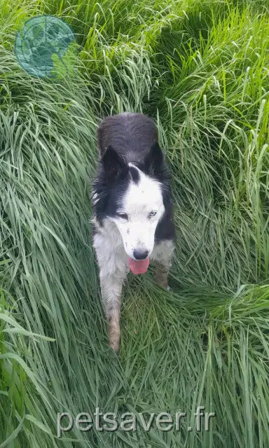 chien lost 13560 Sénas Nacho
