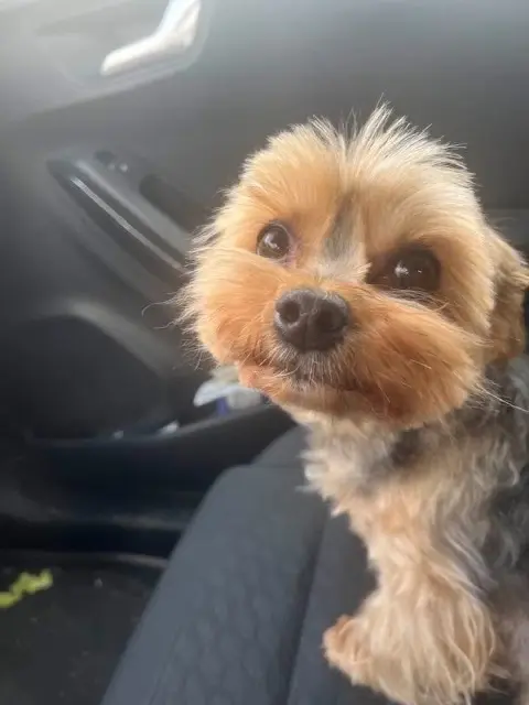 chien lost   13250 Saint-Chamas Oups