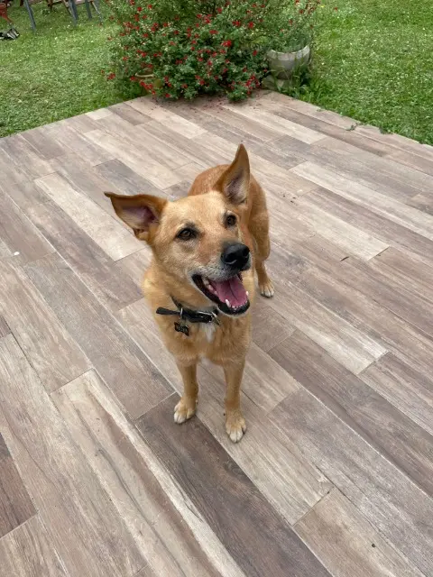 chien lost   13620 Carry-le-Rouet Peanuts