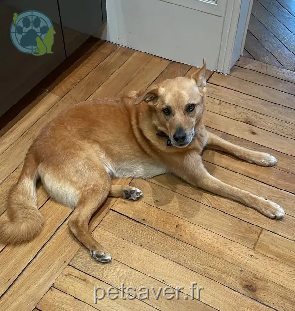 dog lost 13620 Carry-le-Rouet Peanuts dog lost 13620 Carry-le-Rouet Peanuts