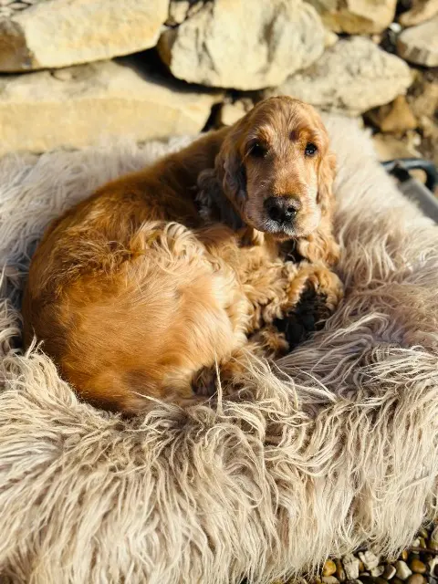 chien lost   13600 La Ciotat Poggi