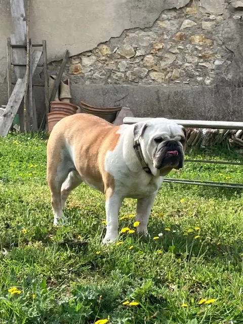 chien lost   13610 Le Puy-Sainte-Réparade Pépito