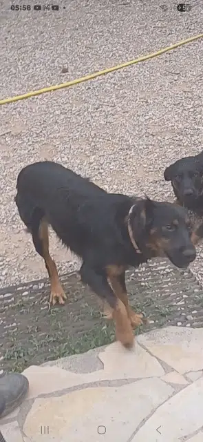 chien lost   13330 Pélissanne Ralph