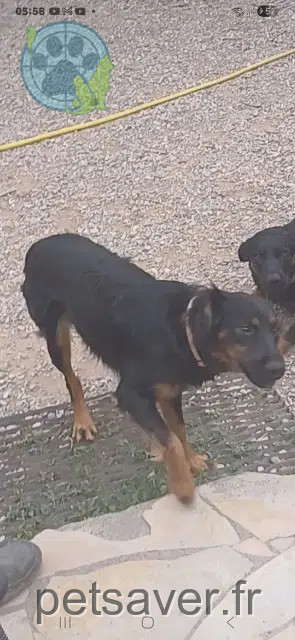chien perdu 13330 Pélissanne Ralph chien lost 13330 Pélissanne Ralph