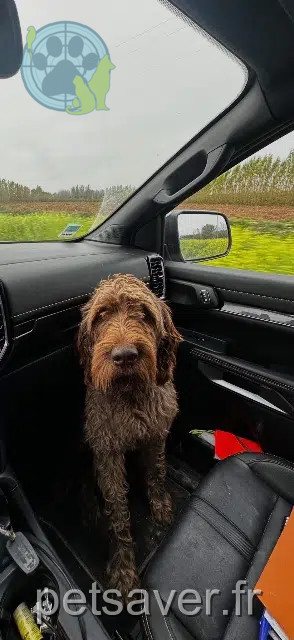chien lost   13930 Aureille Rambo