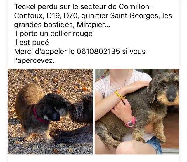 chien lost   13250 Cornillon-Confoux Ramses