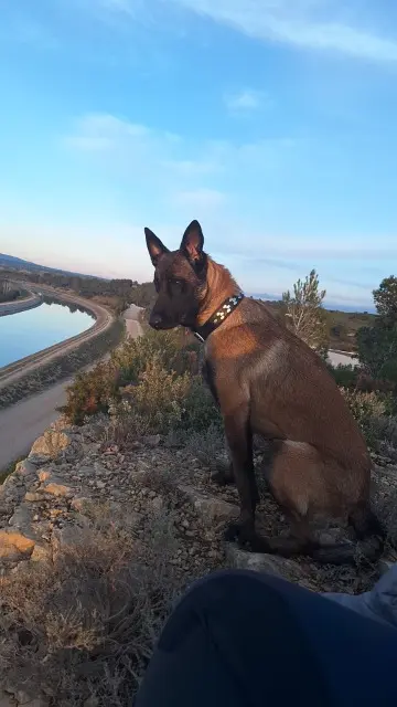 chien lost   13270 Fos-sur-Mer Rex