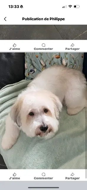 chien lost   13170 Les Pennes-Mirabeau Ricky
