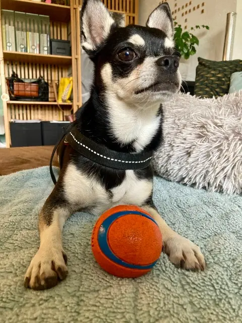 chien lost   13720 La Bouilladisse Romeo