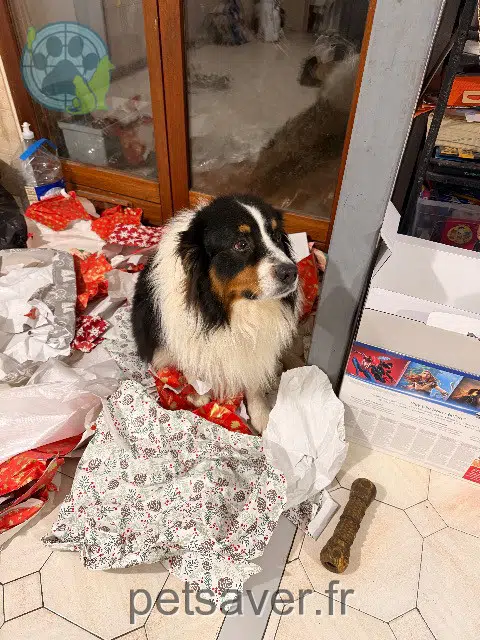 chien lost   13250 Saint-Chamas Sanka