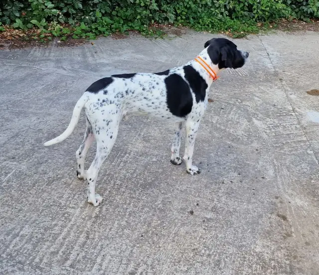 chien lost   13160 Châteaurenard Saphyr