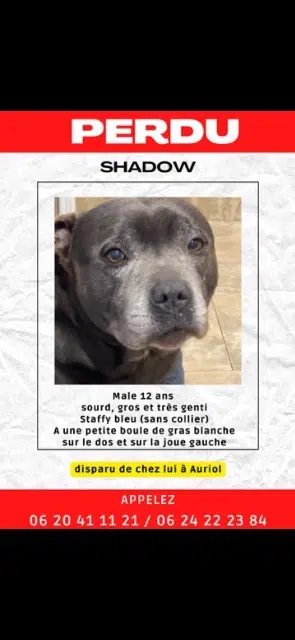 chien lost   13390 Auriol Shadow