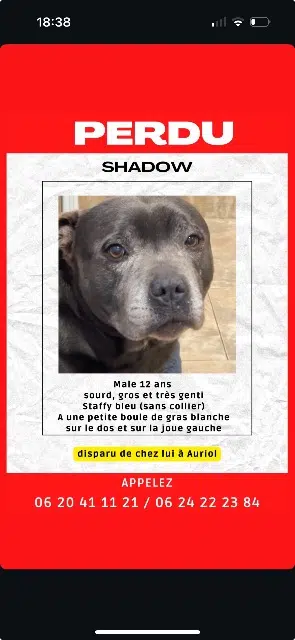 chien lost   13390 Auriol Shadow