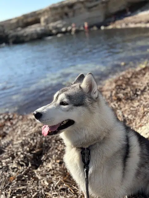 chien lost   13880 Velaux Tao