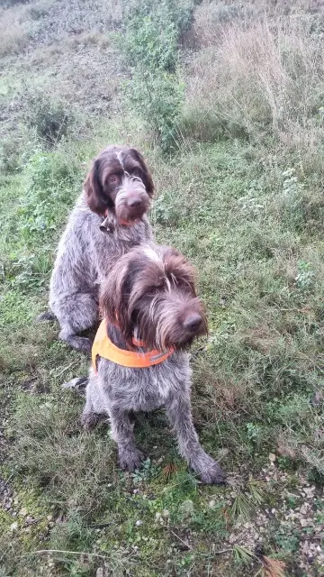 chien lost   13570 Barbentane Tex poly