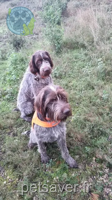 dog lost 13570 Barbentane Tex poly dog lost 13570 Barbentane Tex poly