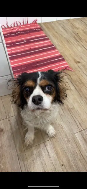 chien lost   13150 Tarascon Timon