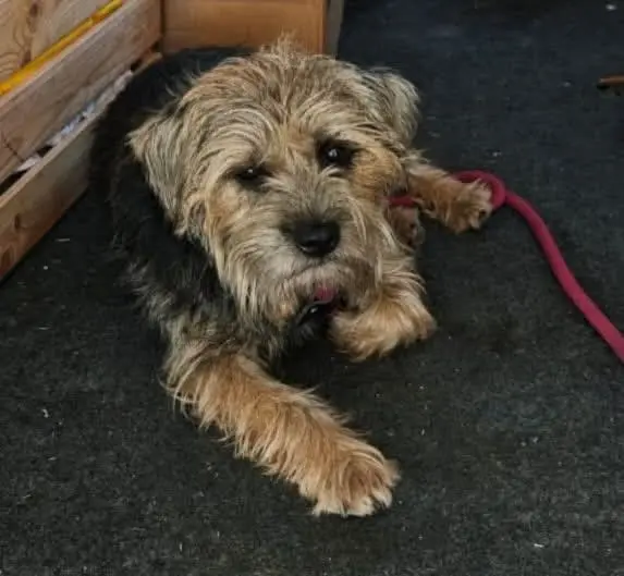 chien lost   13190 Allauch Tomy