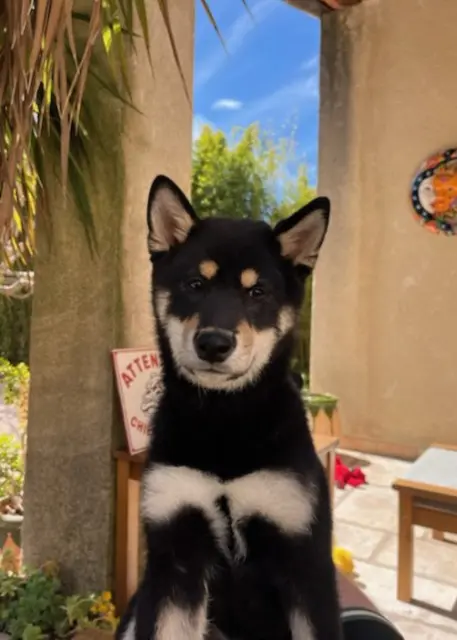chien lost   13850 Gréasque Tooko