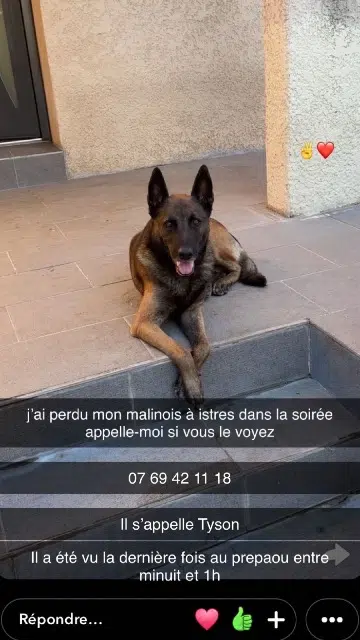 chien lost    Istres Tyson