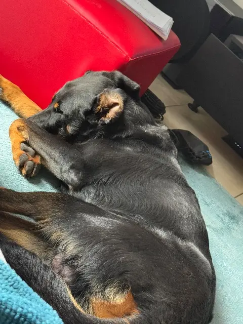 chien lost   13480 Cabriès Tzar