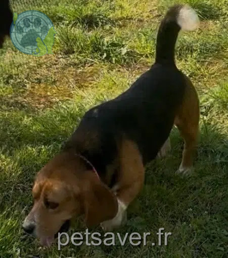 chien lost   13190 Allauch Ugo