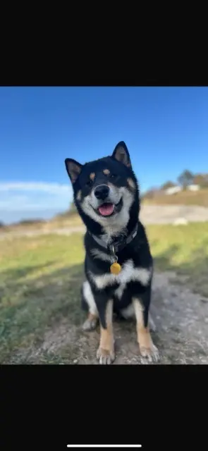 chien lost   13940 Mollégès Van