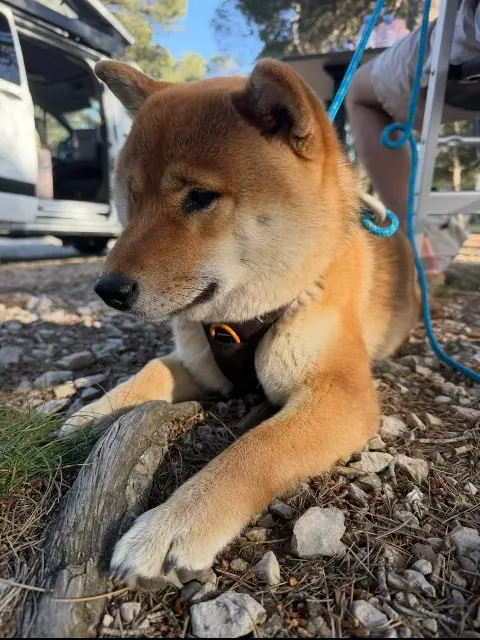chien lost   13150 Tarascon Yuki