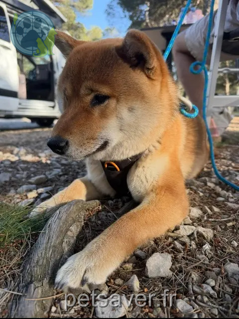 hond vermist 13150 Tarascon Yuki hond lost 13150 Tarascon Yuki