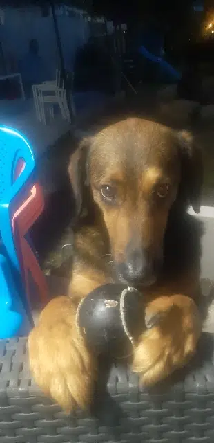 chien lost   13190 Allauch Zéphyr