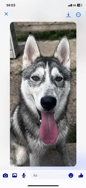 chien lost   14800 Saint-Arnoult Ace