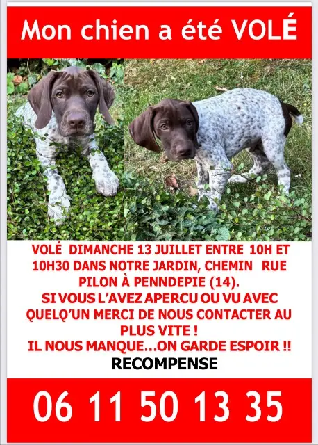 chien lost   14600 Pennedepie Apollo