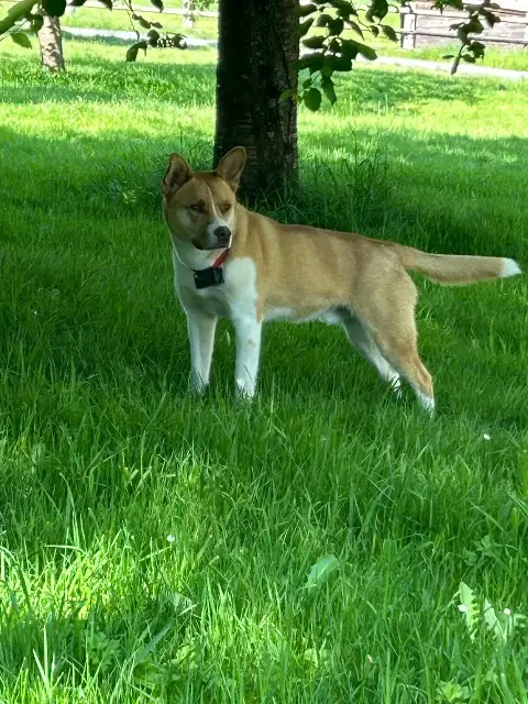 chien lost   14340 Manerbe Boy