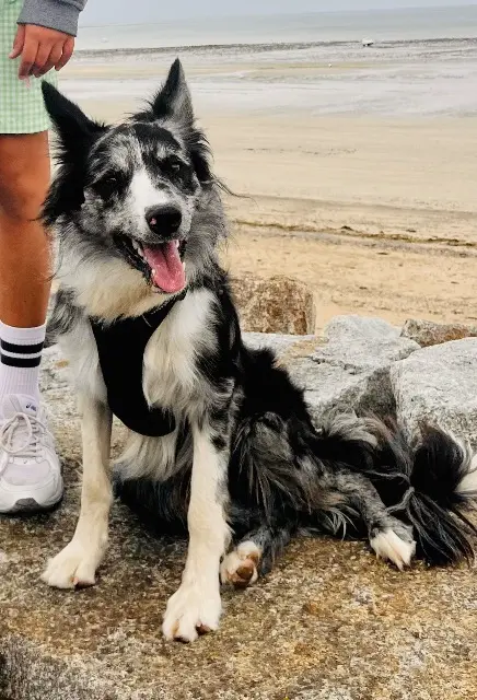 chien lost   14000 Caen Nelson