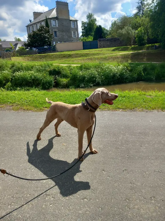 Chien Perdu 14 Calvados Caen Chien Perdu 14 Calvados Caen