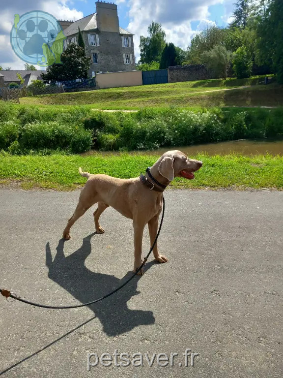 Chien Perdu 14 Calvados Caen Chien Perdu 14 Calvados Caen