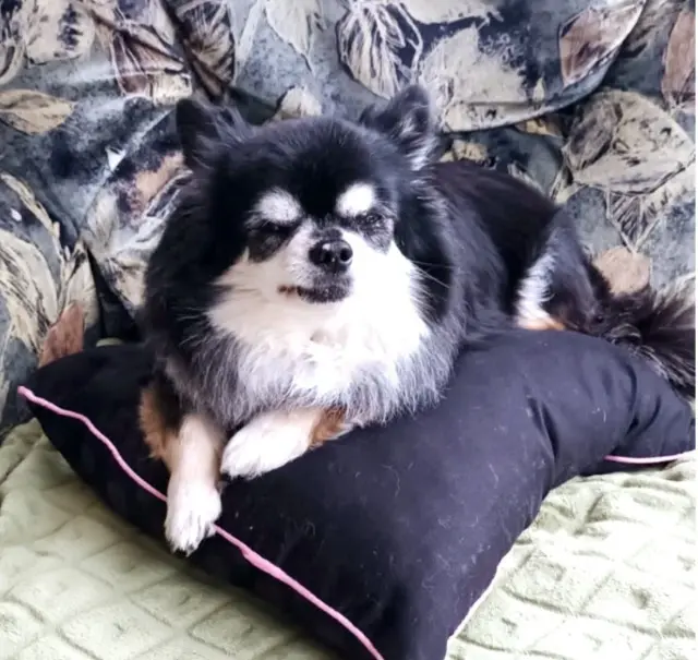 chien lost   14840 Démouville Charlie
