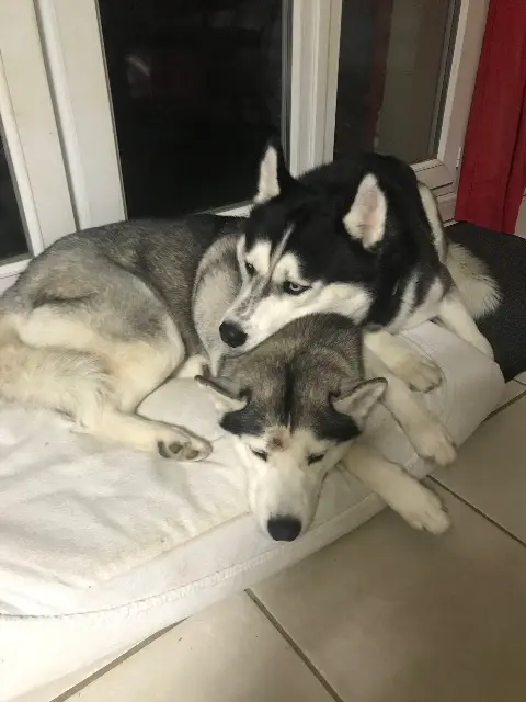 chien lost   14520 Port-en-Bessin-Huppain Ezra