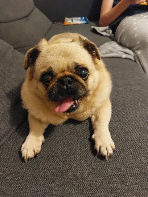 chien lost   14400 Bayeux Gaia