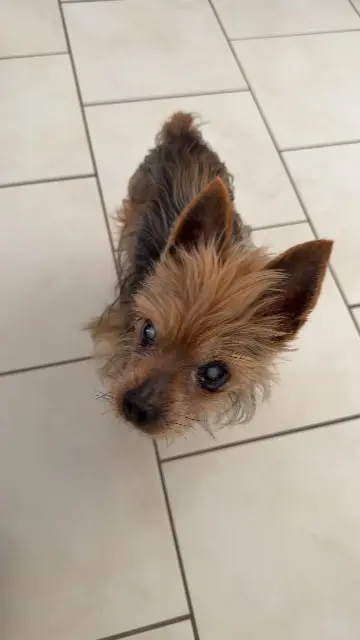 chien lost   14140 Livarot-Pays-d'Auge Forest