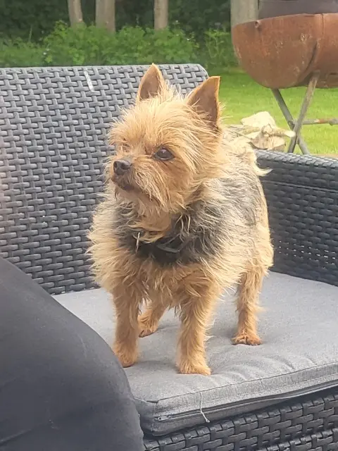 chien lost   14140 Livarot-Pays-d'Auge Forest